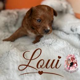 Loui - Brown male Maltipoo puppy in Concord, California from Puppy Boutique