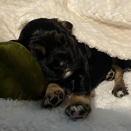 Cocker Spaniel Puppies from Becky's Cockers