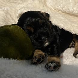 Cocker Spaniel Puppies from Becky's Cockers