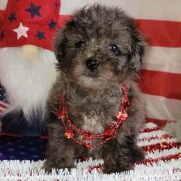 Petunia - Blue Merle Color - Merle female Goldendoodle puppy in Beecher, Illinois from Erica’s Doodles