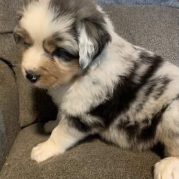 Seider - Blue merle male Australian Shepherd puppy in Allegan, Michigan from Parsons Australian Shepherds