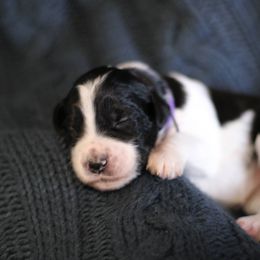 Goldendoodle Puppies from Moore Mini Goldendoodles to Love