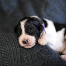 Goldendoodle Puppies from Moore Mini Goldendoodles to Love