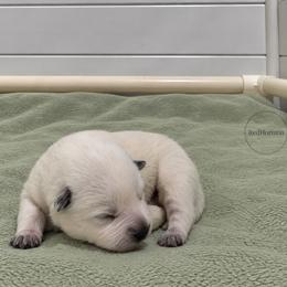 Bookie - Blue female Australian Cattle Dog puppy in Scurry, Texas from RedHorizon AKC Australian Cattle Dogs (Heelers)