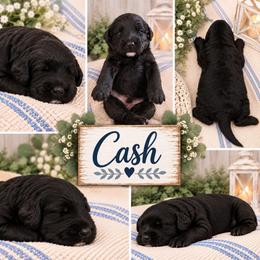 CASH - Black male Double Doodle puppy in Whitsett, North Carolina from Rock Creek Doodles NC