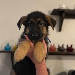 Prince - Black and tan male German Shepherd puppy in Florida from Best Shepherds