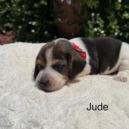 Jude - Black tan and bluetick male Beagle puppy in Mansfield, Missouri from Rippee Creek Kennel
