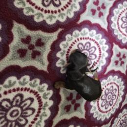 Black Collar - Black and tan female Yorkshire Terrier puppy in Sidney, Ohio from Little Yorkie World