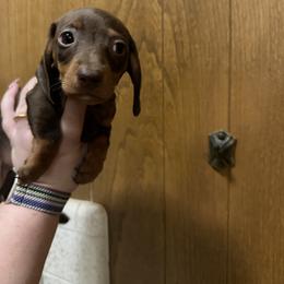 Wembley - Chocolate and tan male Dachshund puppy in Athens, Texas from County Road Puppies