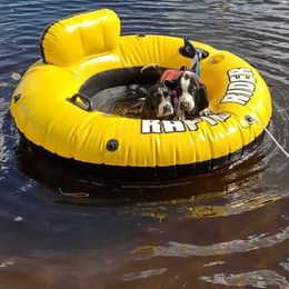 Basset Hound Puppies from Howlin Hounds