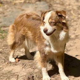 Boo boo - Red tri female Miniature Australian Shepherd puppy in Patterson, North Carolina from DreamLine Aussies