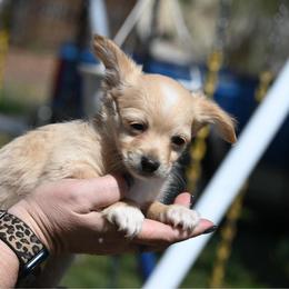 Stark - Fawn male Chihuahua puppy in Seneca, Missouri from Stephanie’s Puppy Colony