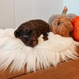 Waylon - Brown and white male Aussiedoodle puppy in Tryon, North Carolina from Melrose Mountain Farm