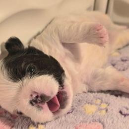 Harry Potter - Black and white male French Bulldog puppy in Franklinton, North Carolina from Sweet Carolina Kennel