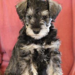 Bubba - Salt and pepper male Miniature Schnauzer puppy in Richardton, North Dakota from Crooked Tree Ranch