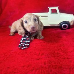 Boy 2 RANGER   long silky - Red male Dachshund puppy in Polo, Missouri from Blue Tails Farm