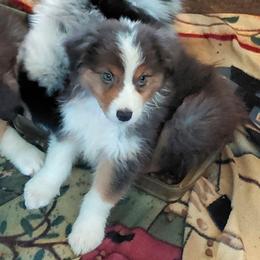 TIMMYGIRL - Black tri-color female Australian Shepherd puppy in Elk Creek, Missouri from Hearts on Fire Australian Shepherds