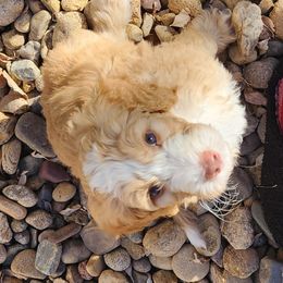 Sheepadoodle Puppies from Jaqueline Sparks