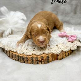 Pipit - Apricot female Goldendoodle puppy in Williamson, New York from Lakeside Doodles