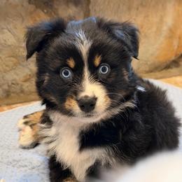 Male 2 - Black tri male Miniature Australian Shepherd puppy in Turner, Maine from Bear Pond Aussies / Leonbergers of Maine