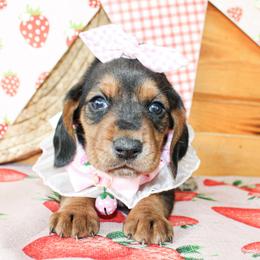 Dottie - Black tan and white female Basset Hound puppy in Antlers, Oklahoma from Rocking H