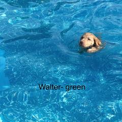 Chesapeake Bay Retriever Puppies from Bay Haven Chesapeakes
