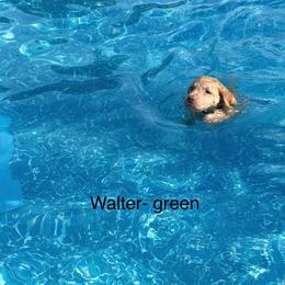 Chesapeake Bay Retriever Puppies from Bay Haven Chesapeakes