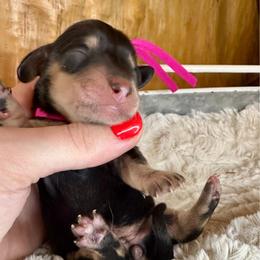 Magnolia - Black and cream female Dachshund puppy in Atwood, Oklahoma from Holder’s Doxie Farm