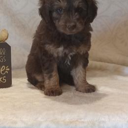 Ira - male Aussiedoodle puppy in Milford, Indiana from Olde Heritage K-9