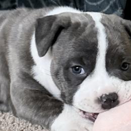 American Staffordshire Terriers from Explicit Amstaffs NE