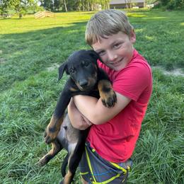 Red - Black and rust male Beauceron puppy in Floyd’s Knobs, Indiana from Birdwing Beaucerons