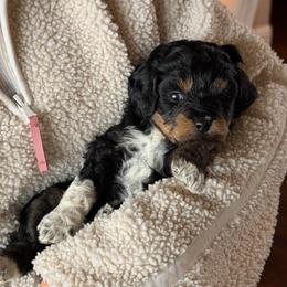 Piper - Tri-color female Bernedoodle puppy in Yuba City, California from Ranch House Doodles