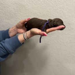 Purple girl - Chocolate and tan Dachshund puppy in Frederick, Colorado from Get low Mini Dachshunds