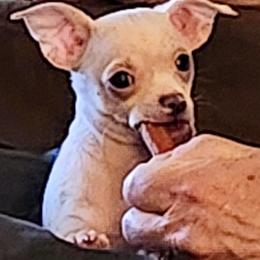 Amos - Cream male Chihuahua puppy in Greenfield, Ohio from Paradise Chihuahua Kennel