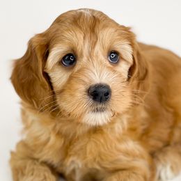 Starburst - Apricot Australian Labradoodle puppy in Roseville, California from Darby Park Doodles