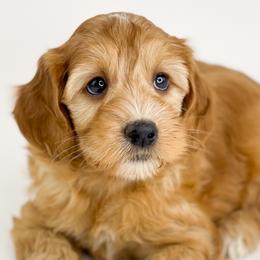 Starburst - Apricot Australian Labradoodle puppy in Roseville, California from Darby Park Doodles