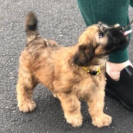 Soft Coated Wheaten Terrier Puppies from Exeter Soft Coated Wheaten Terriers
