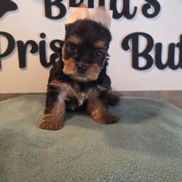 Lexi - Black and gold female Yorkshire Terrier puppy in Clermont, Florida from Bella's Prissy Butts