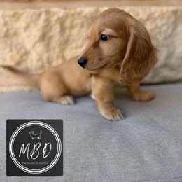 Birdie - Cream female Dachshund puppy in Edmond, Oklahoma from Mini Browne Dachshunds