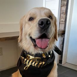 Golden Retriever puppies from Mountain Bay Goldens