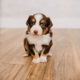 Patsy - Red tri female Miniature Australian Shepherd puppy in Enoch, Utah from Twisted H Aussies