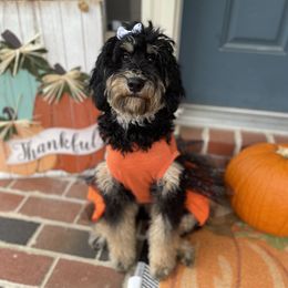 Stella - Bernedoodle