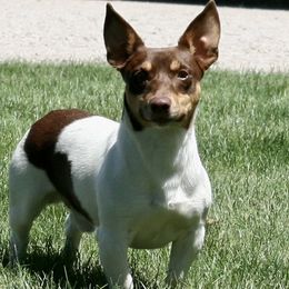 Carson - Teddy Roosevelt Terrier