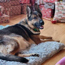 Kleo - German Shepherd