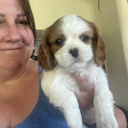Cavalier King Charles Spaniel Puppies from Sahailey Cavaliers
