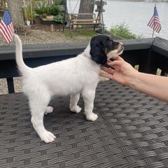 English Setter Puppies from Monkota Setters