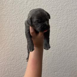 Boy 11 - Gray male Cane Corso puppy in Princeton, Texas from Guardians of Arcadia Cane Corso