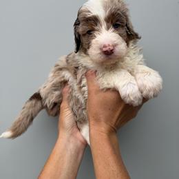 Silas - Red merle male Aussiedoodle puppy in Orland, California from Shockley’s Elite Doodles