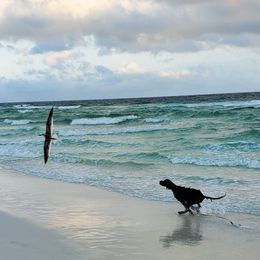 English Setters, Golden Retrievers, and Gordon Setters from Katherine Lirette