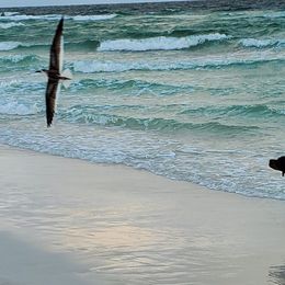 English Setters, Golden Retrievers, and Gordon Setters from Katherine Lirette